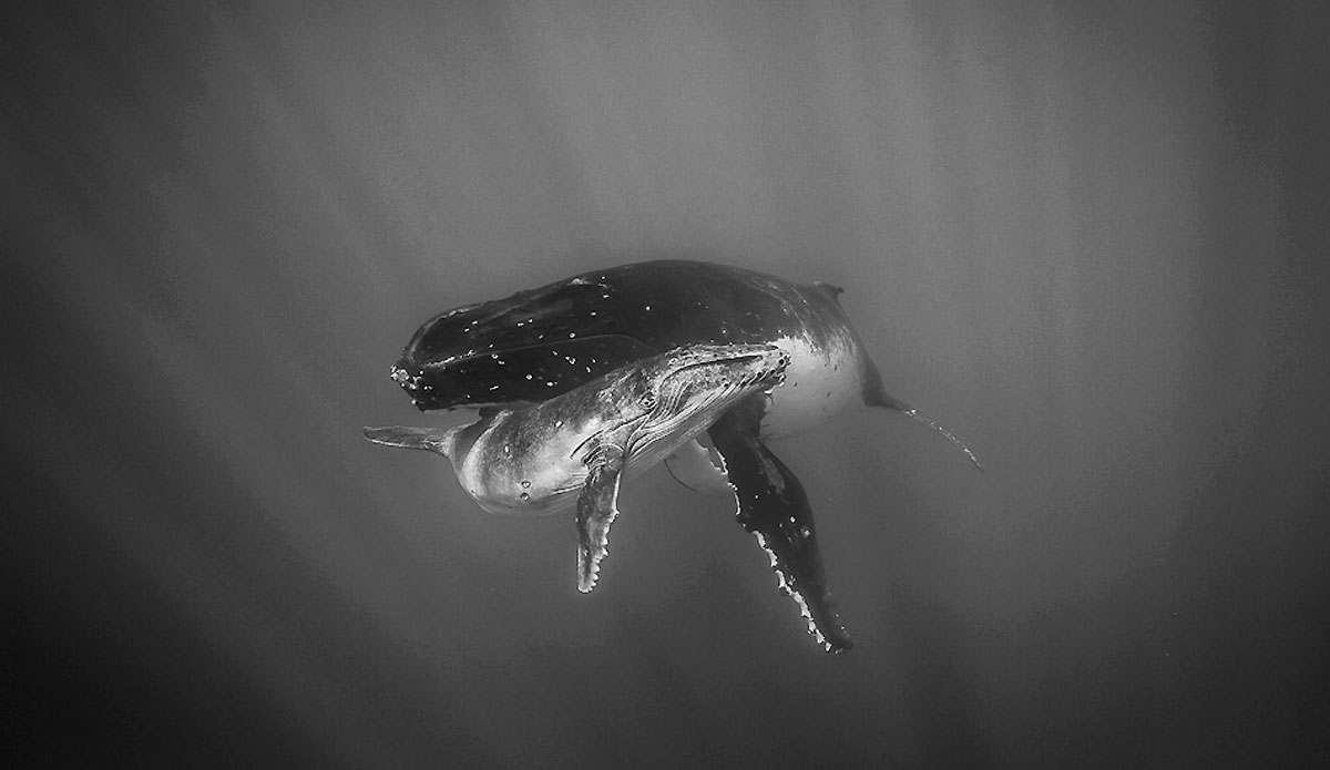 Exploring the underwater wild life of South Pacific