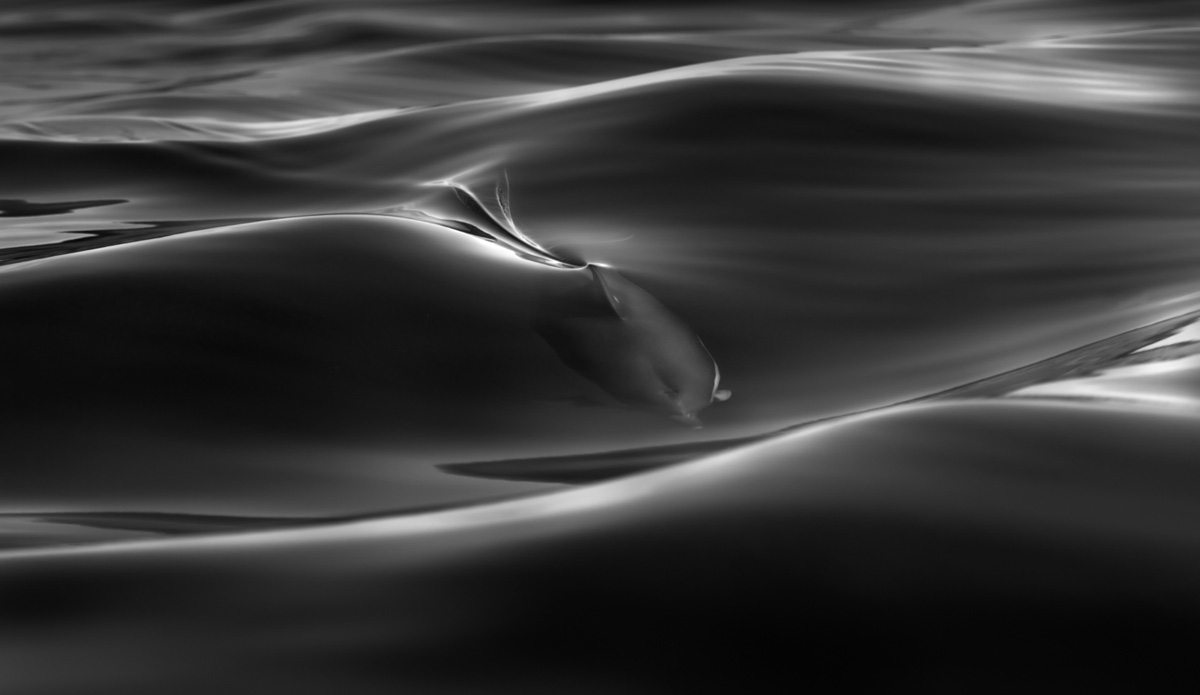 dolphinsilkbestprintversion
