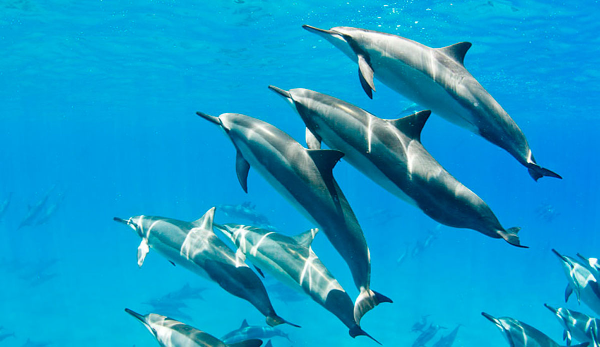 hawaiian-spinner-dolphins-hulopoe-bay