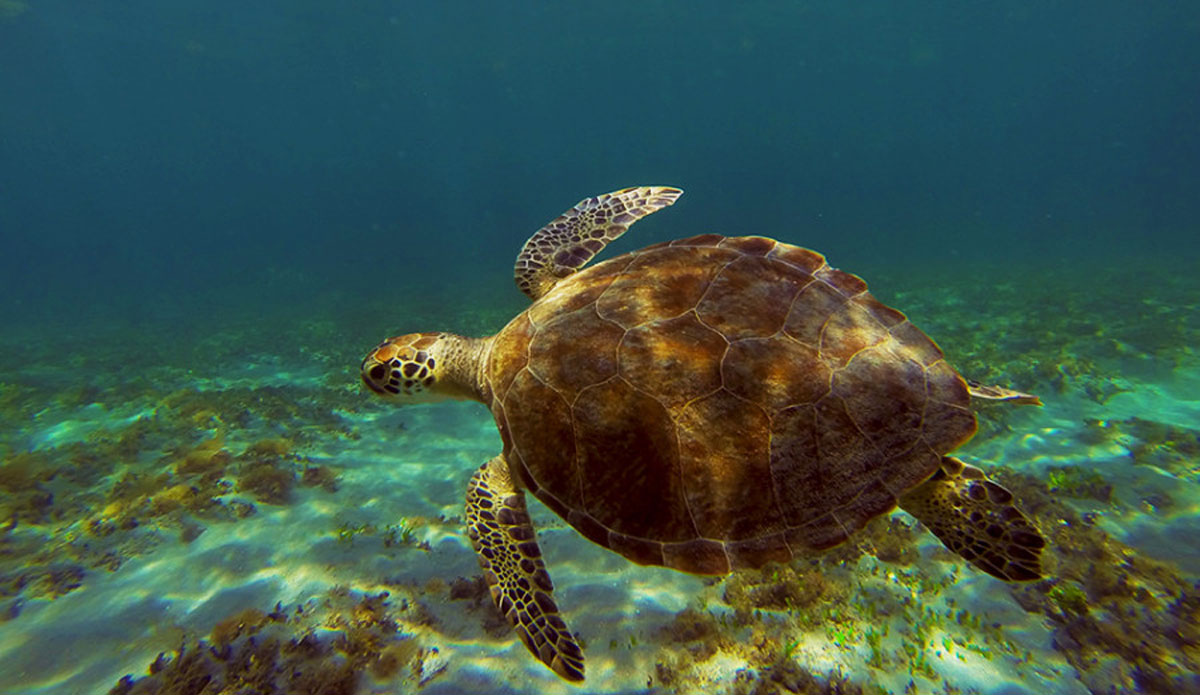 sidewaysturtle