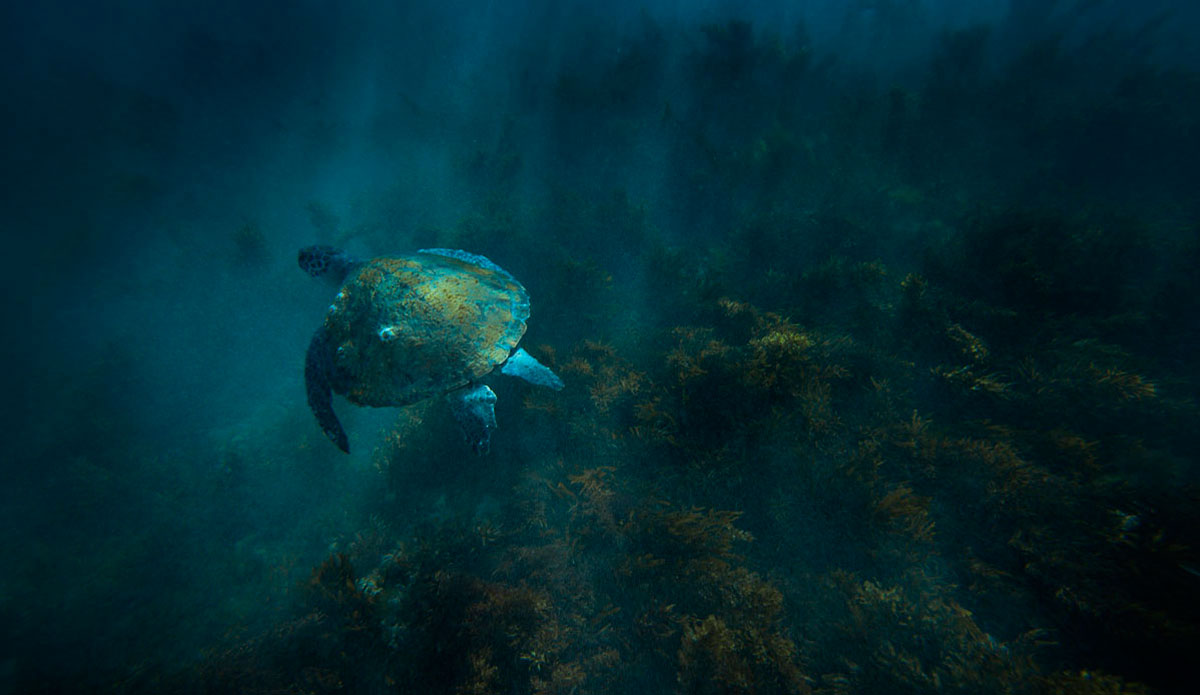 sunrayturtle