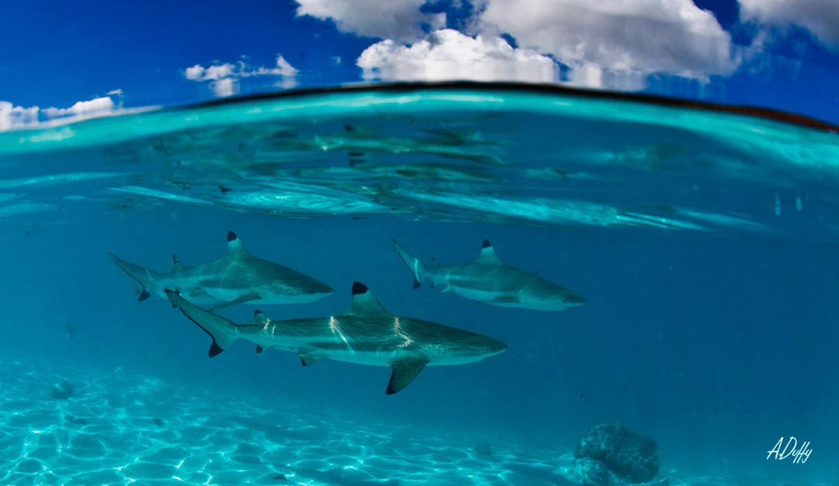 the-most-peaceful-place-on-earth-where-all-creature-come-together-in-harmony-moorea-island-tahiti
