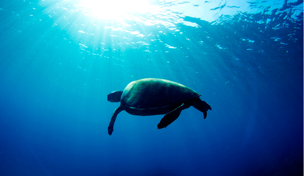 turtle-honolua-bay