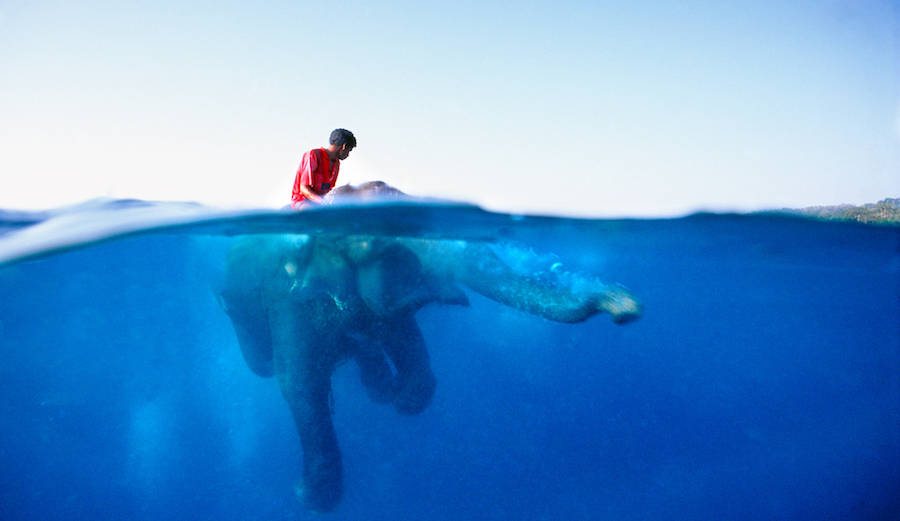 Elephant boy