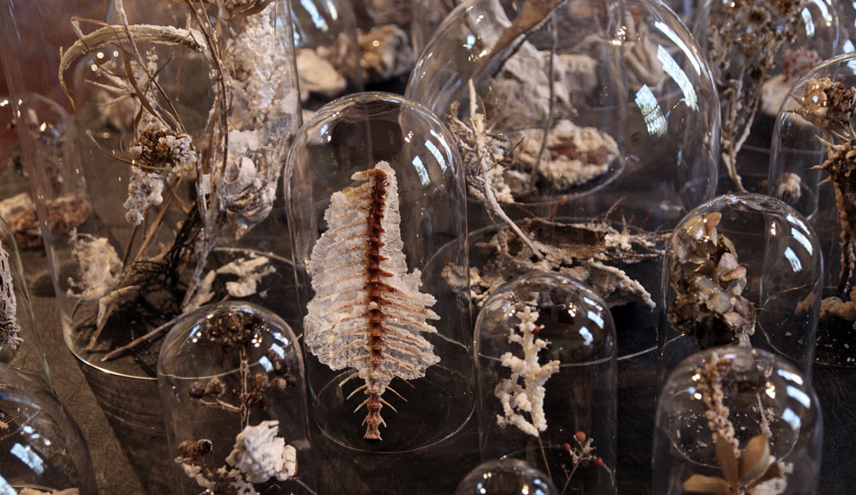 Behind the glass lies nature preserved. Bell jars.
