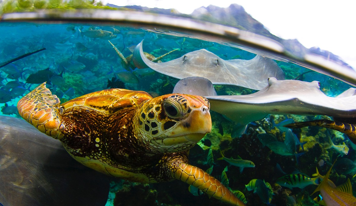 very friendly ocean Tahiti, I was shooting the Mantas and pushing them off me to get them in my viewfinder and I felt thos tap ping on my arm and looked down to see this turtle trying to get my attention by tapping me with his fin. Crazy crazy experiance