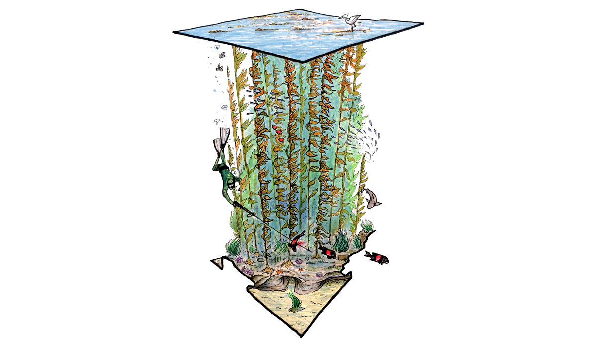 kelp-warden_web