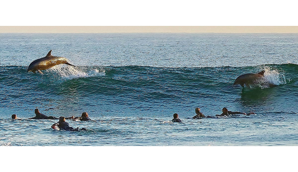 dolphins-11-6-16-1