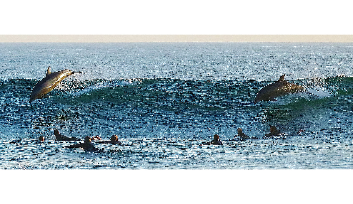 dolphins-11-6-16-2