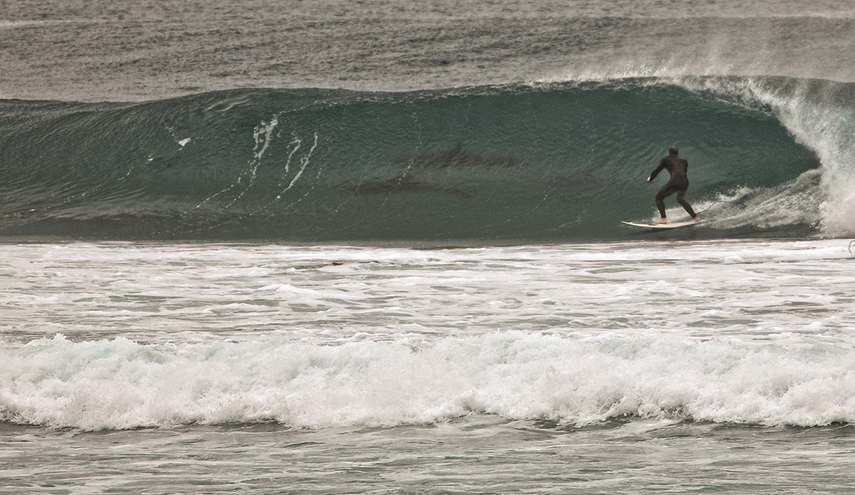 te-arai-dolphins-beach