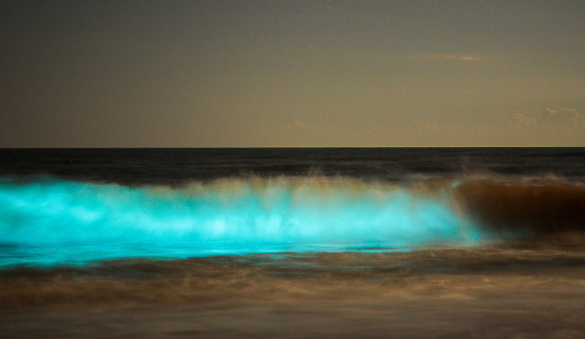 bioluminescense-lefts