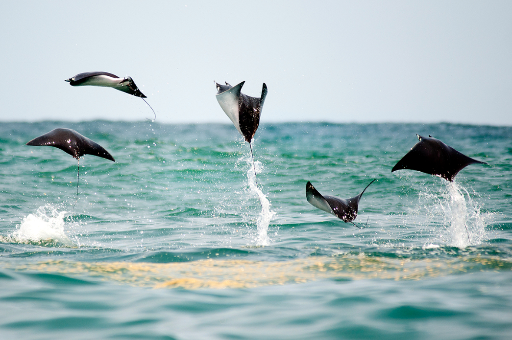 dsc_3305_web_dancing_on_the_sea_ph_goulding_0