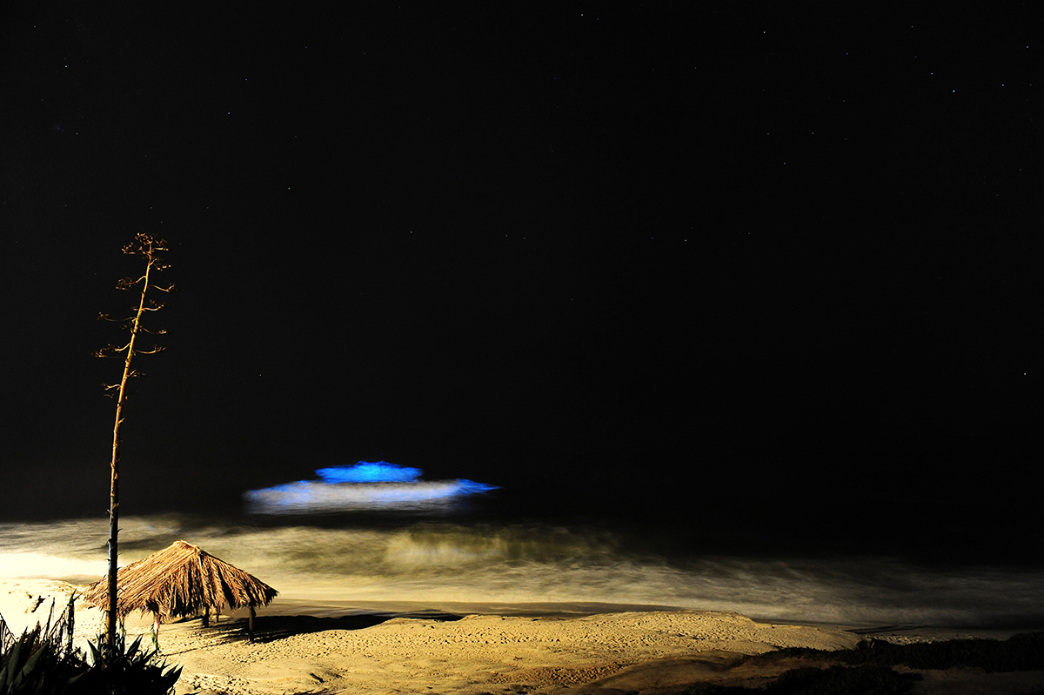 web_bioluminescence_windansea_ph_goulding_0