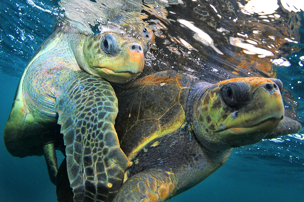 web_turtle_rides_ph_goulding