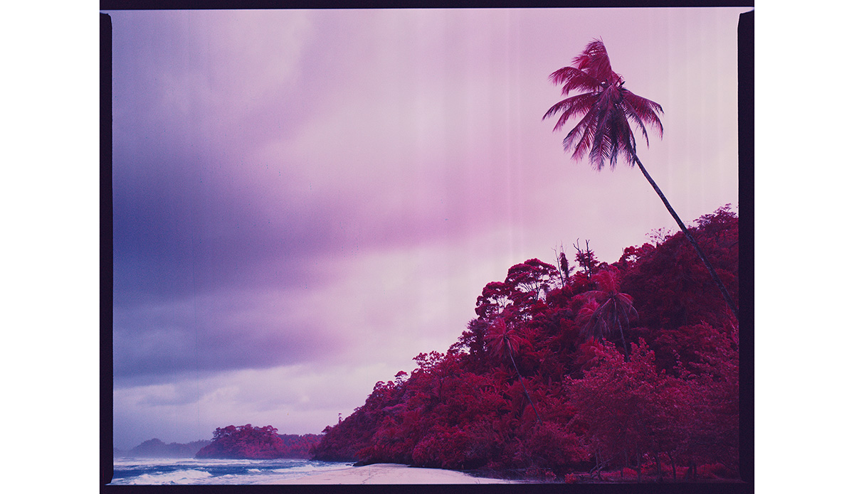 panama_palm