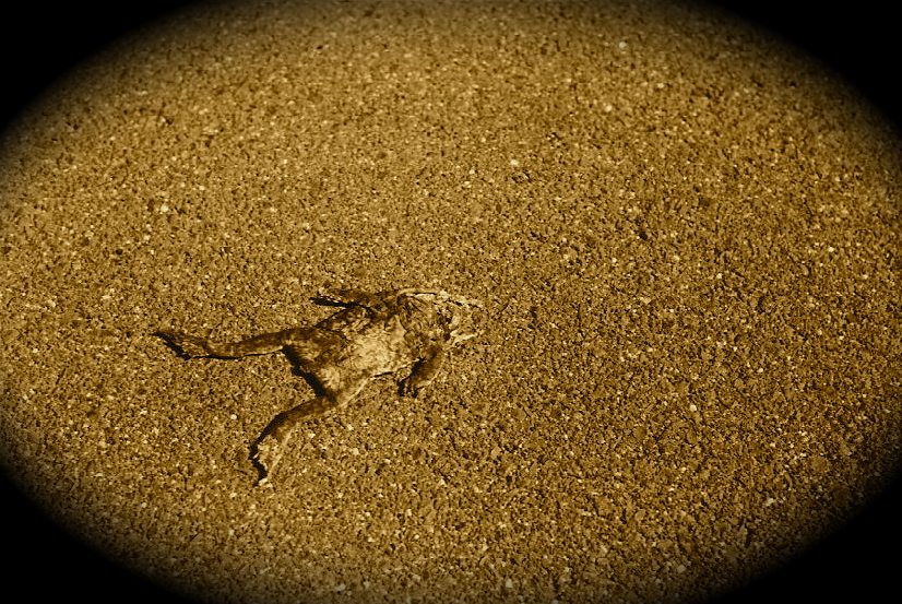 Cane Toad... Photo: Barlo Cane Toad... Photo: Barlo