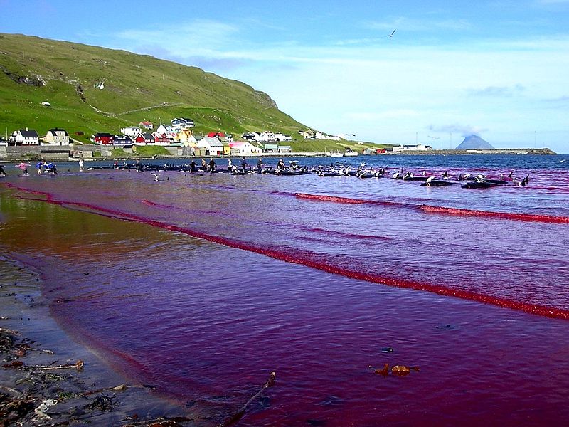 Beach of Hvalba during a Grindadráp, Faroe Islands. Photo: Wikipedia