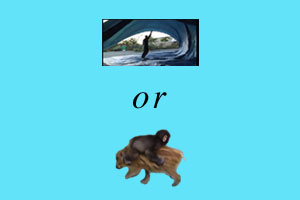 No surf? Try tarp surfing. Or baby monkey riding backwards on a pig.