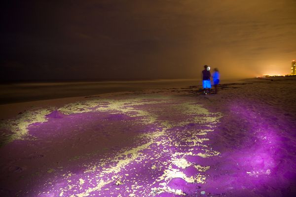 Ultraviolet light reveals oil still on Gulf Coast beaches. Photo: Chris Combs/National Geographic Ultraviolet light reveals oil still on Gulf Coast beaches. Photo: Chris Combs/National Geographic