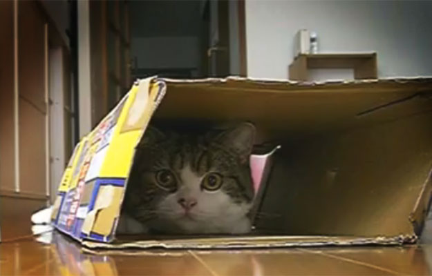 Maru The Cat...completely covered.