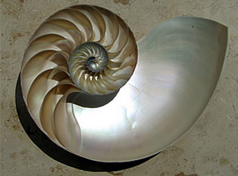 Biomimicry is a design principle that draws inspiration from natural patterns and processes. Supposedly, George Greenough based his revolutionary fin design on the bluefin tuna.