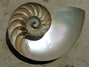 The logarithmic spiral found in seashells is also evident in the spiraling of tidal-washed kelp fronds and in the shape of our own skin pores, through which water vapor escapes. Nautilus Spiral Seashell