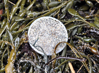 Sewage Pollution Discs New Hampshire