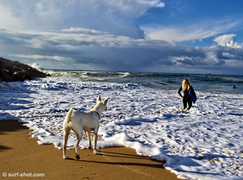 Surfer and Dog head to Ocean Newport Beach Wedge