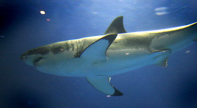 Today, the local news teams published Dave Rastovich's least favorite words: "The hunt is on for the shark that savagely attacked surfer Eric Tarantino yesterday." Are you serious? You're going to hunt it down? For what? By the way, THIS is the shark from the Monterey Aquarium. Photo: Mbz1/Wikipedia Commons Great White Shark Monterey Aquarium
