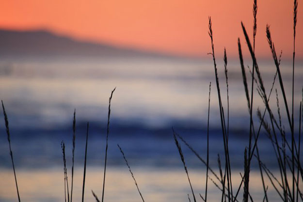 Thanksgiving ocean wheat