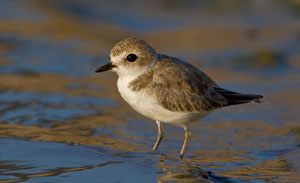snowy-plover