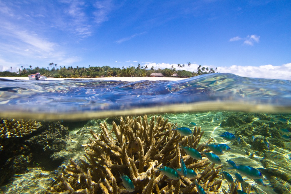 Reef in Fiji