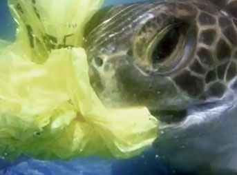 One of the most important things we can do as we see the impact of globalization on the state of our oceans is to communicate the solutions to our problems as broadly as possible.