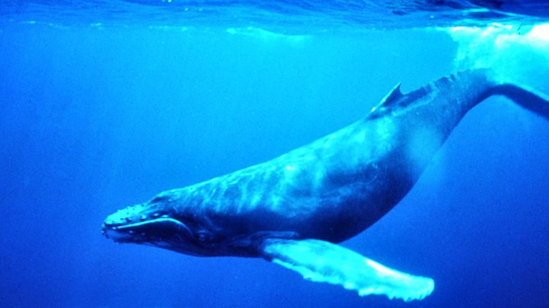 Help the Humpback Whales. Photo: Wikipedia Commons