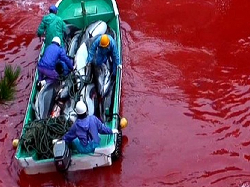 The horrific scene we found in Taiji, Japan at a location we dubbed the Killing Cove. Image courtesy of Oceanic Preservation Society