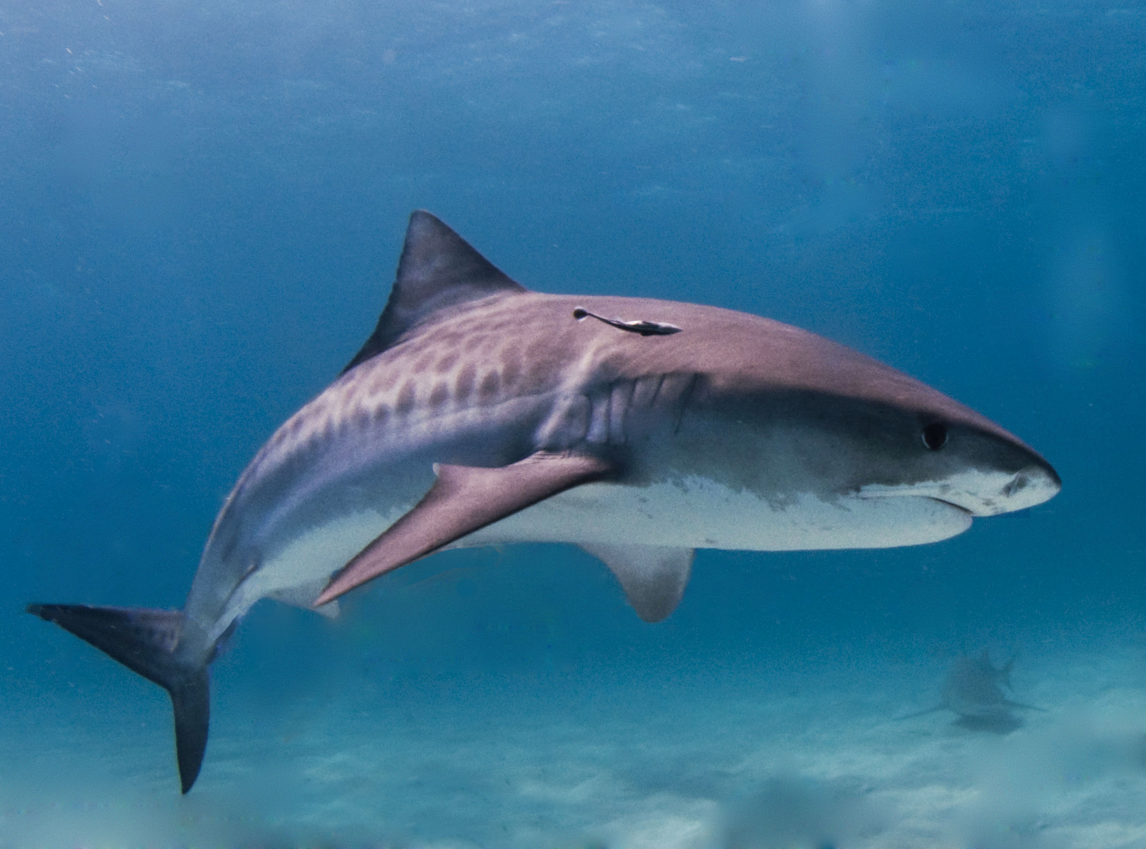 There was a run of tiger shark activity in Hawaii this weekend. Luckily, no encounters were fatal. Photo: Albert kok/Wikipedia Commons