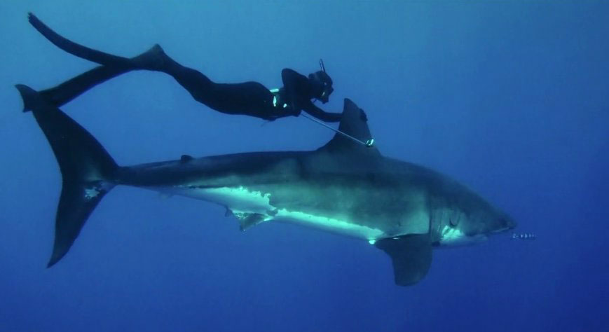 Beautiful Girl Swims with Great White Shark Beautiful Girl Swims with Great White Shark