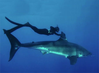 Beautiful Girl Swims with Great White Shark