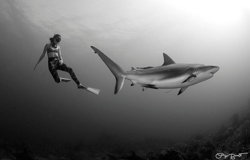 LiaBarrett freediving, shark, lia barrett photography, underwater photography, swimming with sharks