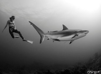 lia barrett photography, freediving, swimming with sharks, diving, underwater photography, photography