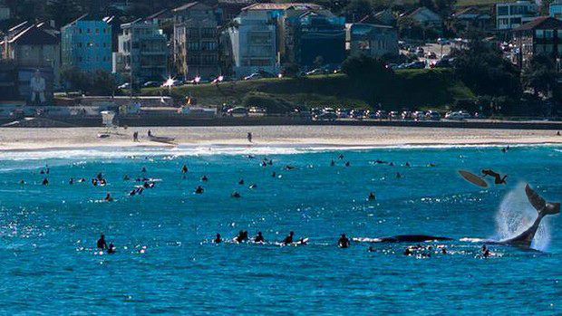 whale, whale tail, australia's surfing life, surf magazine, Bishan Rajapakse