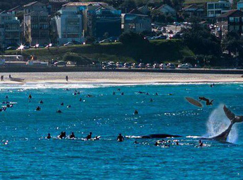 whale, whale tail, australia's surfing life, surf magazine, Bishan Rajapakse