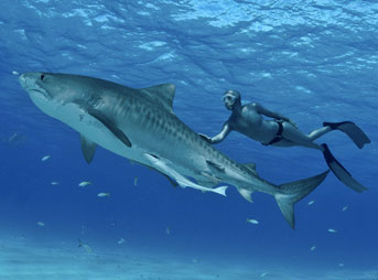 I know I will do this until the day I die. And if it’s God’s will that a shark takes me, I’d consider that the perfect way for me to go.