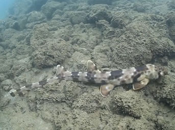 Dr Gerald Allen, a research associate at the Western Australian Museum, captured two specimens of the small shark near Ternate, in the Maluku Islands of Indonesia.