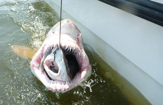 Sharkducken? Photo courtesy of University of Delaware