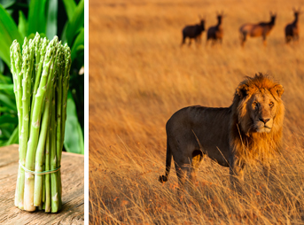 Vegetarianism is a choice, so why not choose something else for a bit? If it doesn't work as well, you can choose to go back to what works better for you. You have lost nothing, but there is real potential to gain a lot.
