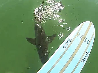 Paddling out on his stand up paddle board at California's El Porto, a Great White swam directly underneath Mike Durrant and his camera.
