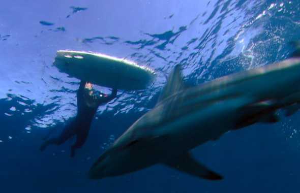 Dun dun. Dun dun. Photo: Aquavision