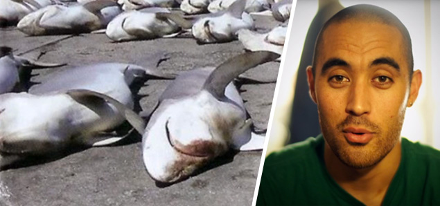 ted-sharks