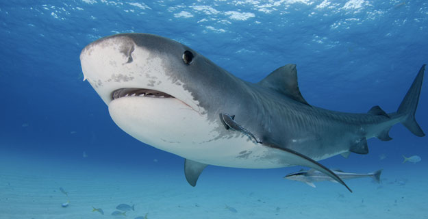 Photo: Shutterstock